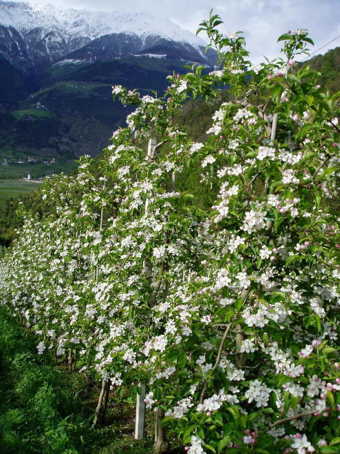 Schlosshof Zu Montani Morter Dış mekan fotoğraf